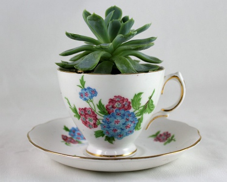 Succulent In A Teacup  |  Toronto best florist Periwinkle Flowers